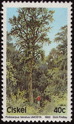 Briefmarke: Gewöhnliches Afrogelbholz, Südafrika, Ciskei, 1983