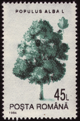 Silber-Pappel auf Briefmarke, Rumänien, 1994