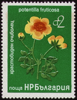 Briefmarke: Fingerstrauch, Bulgarien, 1976