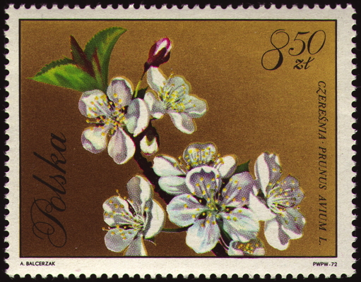Briefmarke: Vogel-Kirsche, Polen, 1972