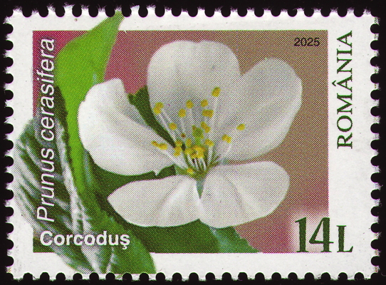 Kirsch-Pflaume auf Briefmarke, Rumänien, 2025