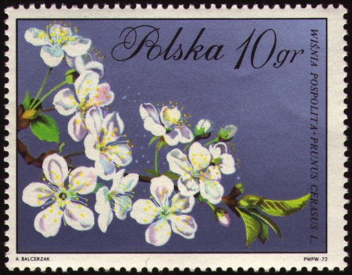 Briefmarke: Baumweichsel, Polen, 1972