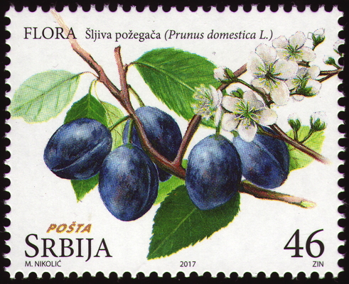 Briefmarke: Gewöhnliche Pflaume, Serbien, 2017