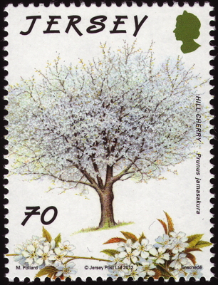 Briefmarke: Japanische Bergkirsche, Jersey, 2012