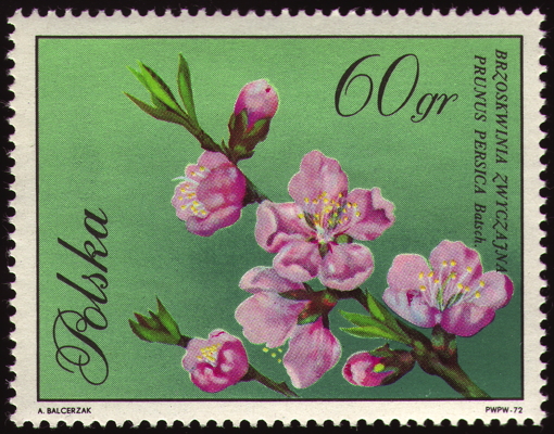 Briefmarke: Kultur-Pfirsisch, Polen, 1972