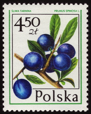 Gewöhnliche Schlehe auf Briefmarke, Polen, 1977