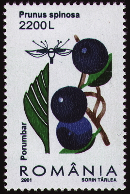 Gewöhnliche Schlehe auf Briefmarke, Rumänien, 2001