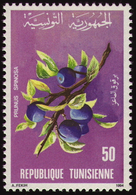 Gewöhnliche Schlehe auf Briefmarke, Tunesien, 1994