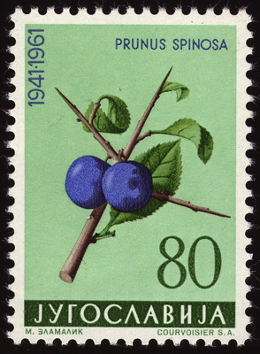Gewöhnliche Schlehe auf Briefmarke, Jugoslawien, 1961