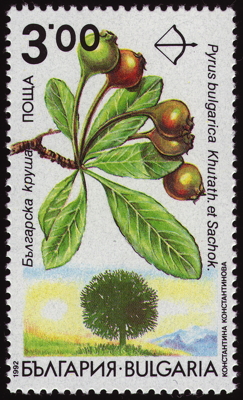 Briefmarke: Oleasterblattbirne, Bulgarien, 1992
