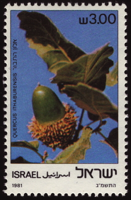 Briefmarke: Tabor-Eiche, Israel, 1981