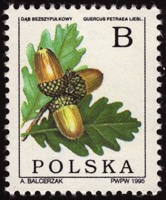 Briefmarke: Trauben-Eiche, Polen, 1995