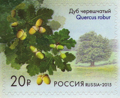 Stiel-Eiche auf Briefmarke, Russland, 2015