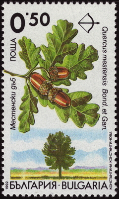 Briefmarke: Grau-Eiche, Bulgarien, 1992