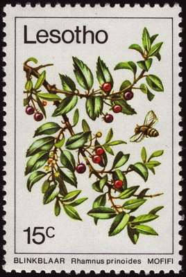 Briefmarke: Afrikanischer Faulbaum, Lesotho, 1979