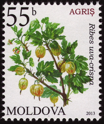 Briefmarke: Stachelbeere, Moldawien, 2013