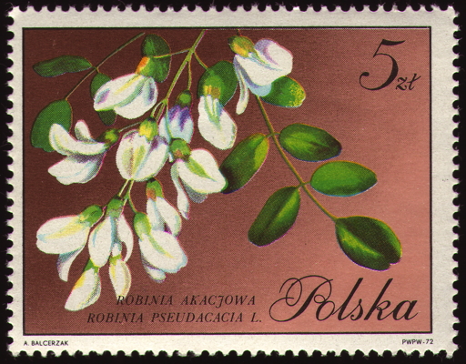 Gewöhnliche Robinie auf Briefmarke, Polen, 1972