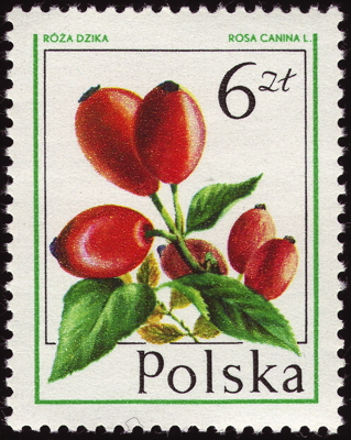 Briefmarke: Hunds-Rose, Polen, 1977