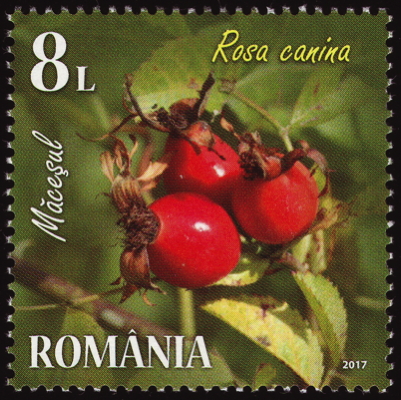 Briefmarke: Hunds-Rose, Rumänien, 2017