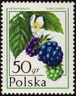 Briefmarke: Kratzbeere, Bereifte Brombeere, Polen, 1977