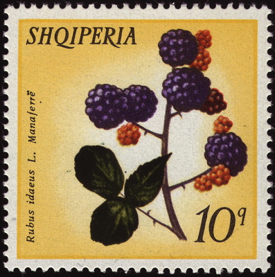 Briefmarke: Himbeere, Albanien, 1972
