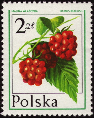Briefmarke: Himbeere, Polen, 1977
