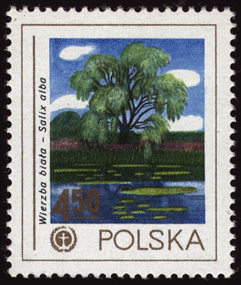 Silber-Weide auf Briefmarke, Polen, 1978