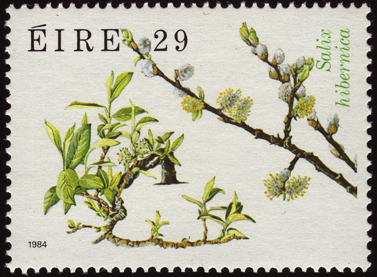Briefmarke: Teeblättrige Weide, Irland, 1984