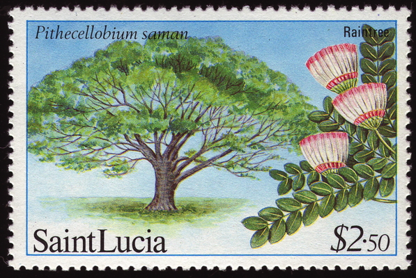 Briefmarke: Regenbaun, St. Lucia, 1984