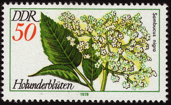 Gewöhnlicher Holunder auf Briefmarke, DDR, 1978 