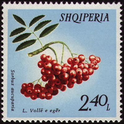 Briefmarke: Eberesche, Albanien, 1972