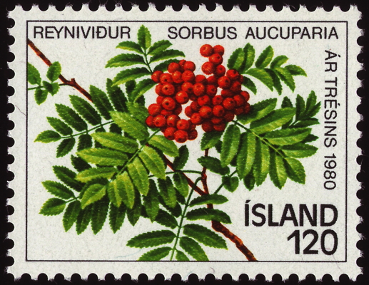 Briefmarke: Eberesche, Island, 1980