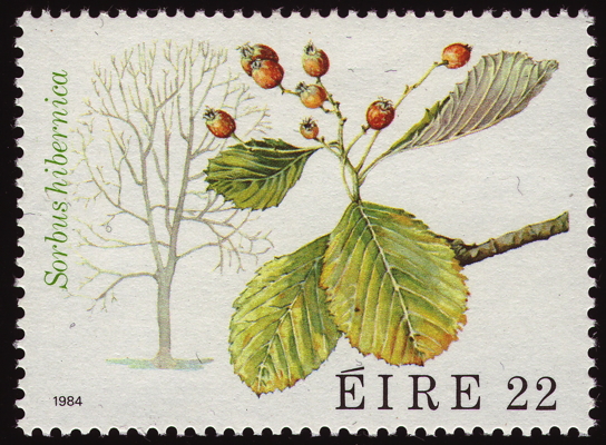 Briefmarke: Irische Mehlbeere, Irland, 1984