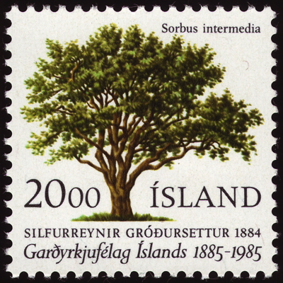 Schwedische Mehlbeere auf Briefmarke, Island, 1985