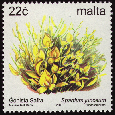 Briefmarke: Pfriemenginster, Binsenginster, Malta, 2003