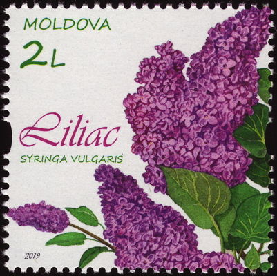 Briefmarke: Gewöhnlicher Flieder, Moldawien, 2019