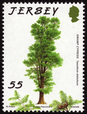 Echte Sumpfzypresse auf Briefmarke, Jersey, 2012