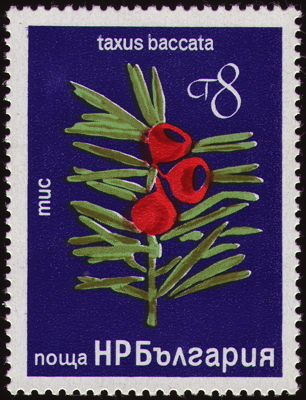 Europäische Eibe auf Briefmarke, Bulgarien, 1976