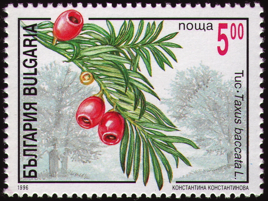 Europäische Eibe auf Briefmarke, Bulgarien, 1996 