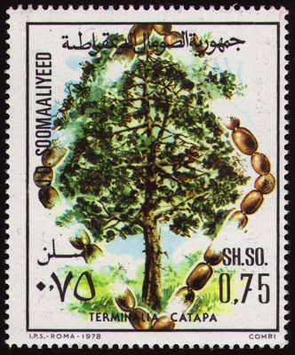 Briefmarke: Katappenbaum, Somalia, 1978