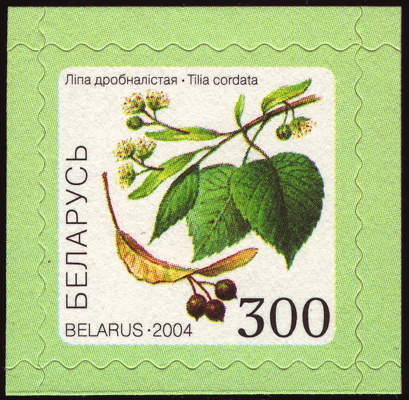 Winter-Linde auf Briefmarke, Weißrussland, 2004