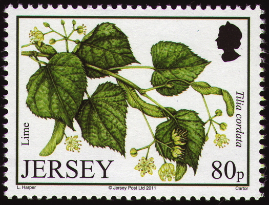 Winter-Linde auf Briefmarke, Jersey, 2011
