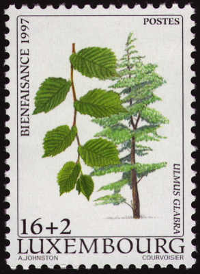 Briefmarke: Berg-Ulme, Luxembourg, 1997