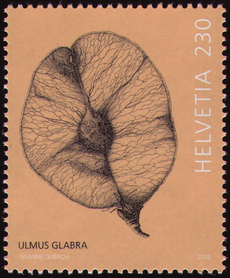 Briefmarke: Berg-Ulme, Schweiz, 2023