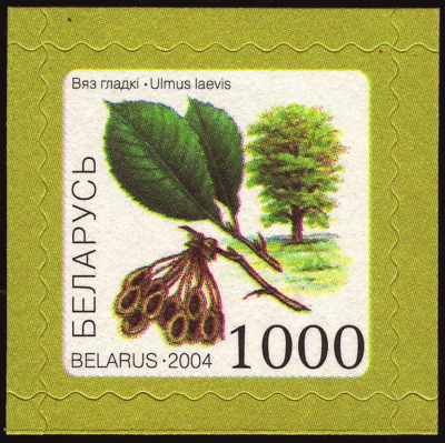 Flatter-Ulme auf Briefmarke, Weißrussland, 2004