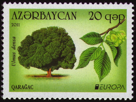Briefmarke: Feld-Ulme, Aserbaidschan, 2011