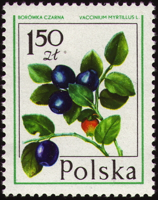 Briefmarke: Heidelbeere, Blaubeere, Polen, 1977