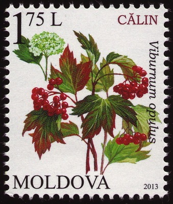 Gewöhnlicher Schneeball auf Briefmarke, Moldawien, 2013