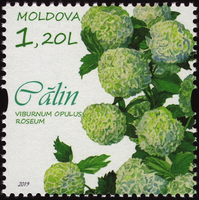 Gewöhnlicher Schneeball 'Roseum' auf Briefmarke, Moldawien, 2019