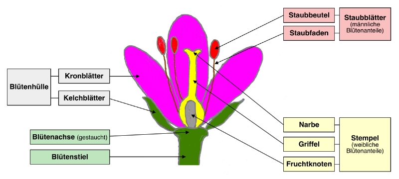 Schmea einer zweigeschlechtlichen Blüte